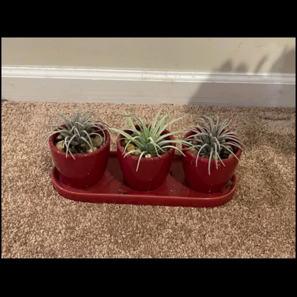 Red Ceramic Planter Set with Air Plants
